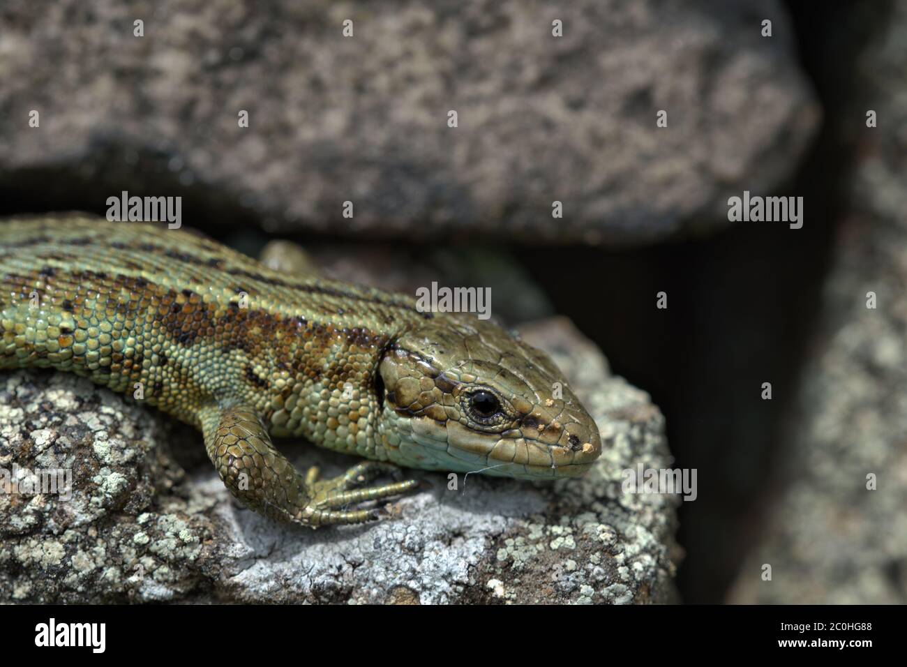Common Lizard ,Viviparous lizard on a dry stone wall Stock Photo