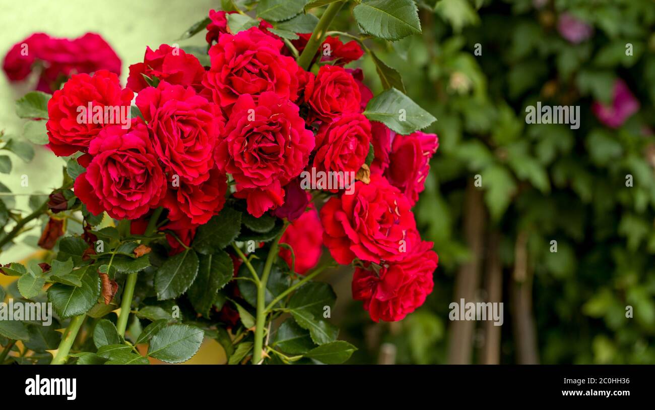beautiful red roses for romatic background Stock Photo - Alamy