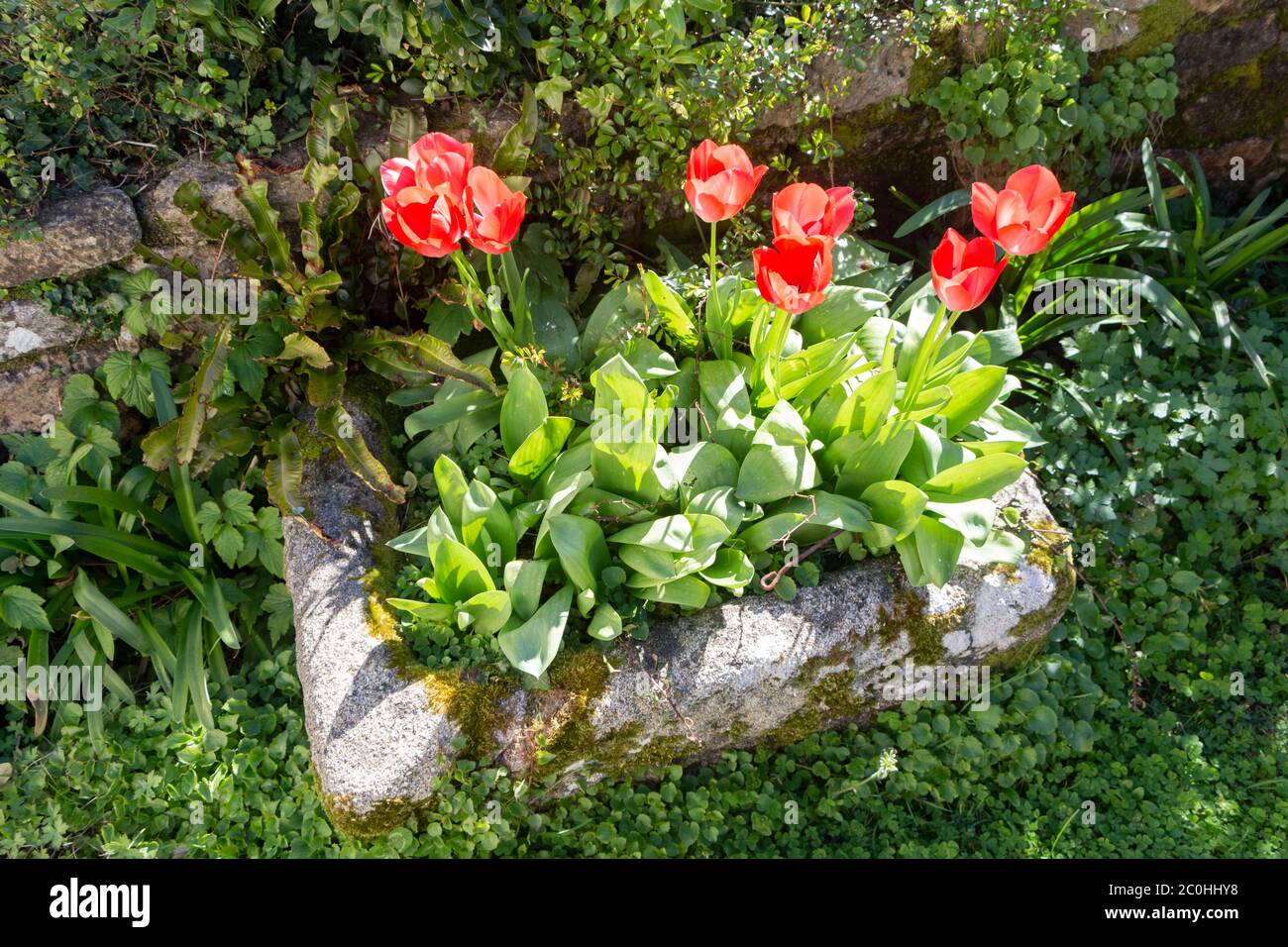 Red tulip flowers in a stone trough during spring Stock Photo Alamy