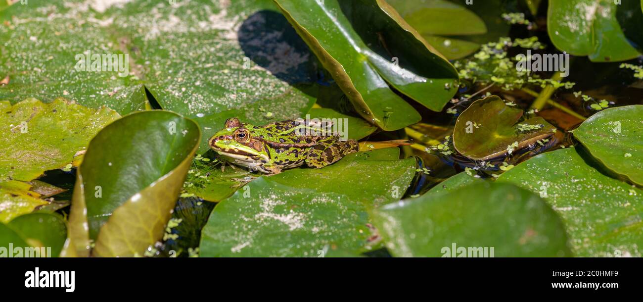 Web banner with green frog or marsh frog Pelophylax ridibundus relaxing on green water lily leaves in a pond Stock Photo