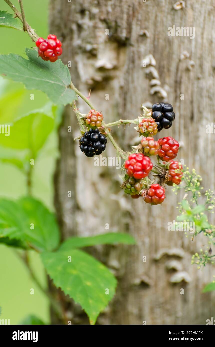 Rubus fruticosus, Rubus laciniatus, red and black Blackberries, close-up, outdoors in the countryside in Germany, Western Europe Stock Photo