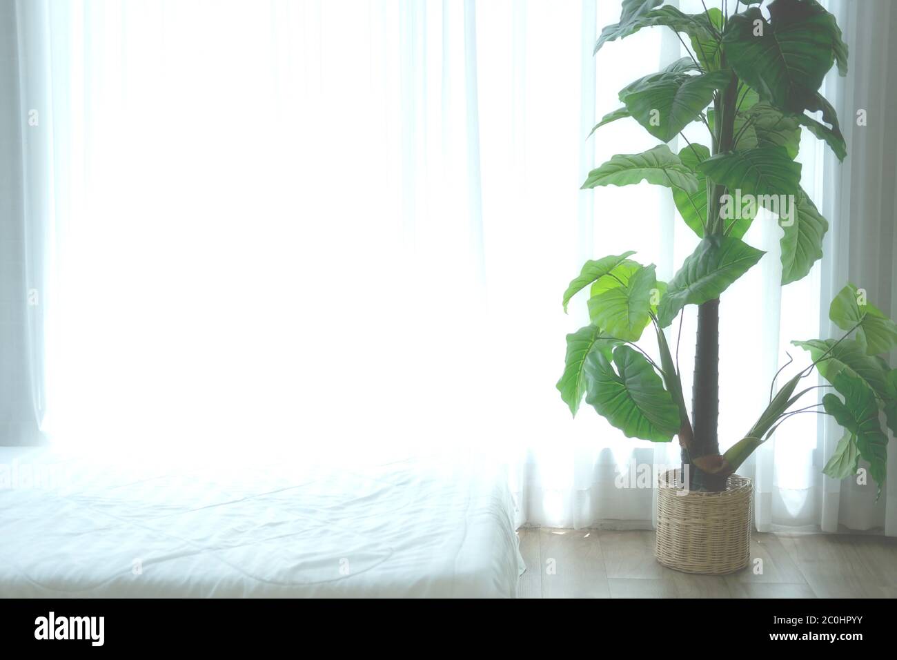 artificial green plant leaves beside see through sheer window curtain Stock  Photo - Alamy, image size:1300x956