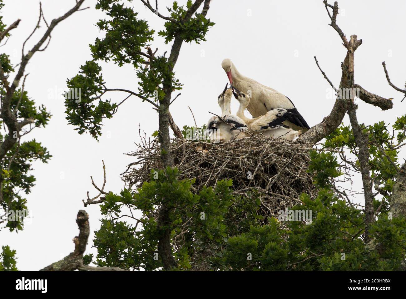 White storks breeding in UK white with black on wings long sharp orange bill on adult bird. Three chicks in nest parents swapping over to hunt Stock Photo