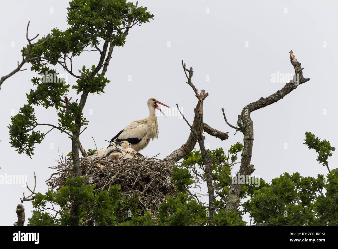 White storks breeding in UK white with