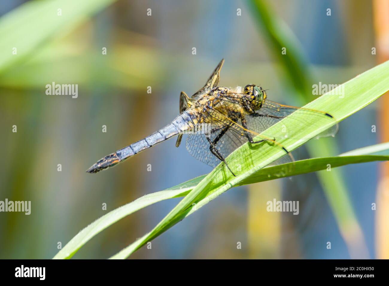 blue dragonfly at nature protection area Stock Photo