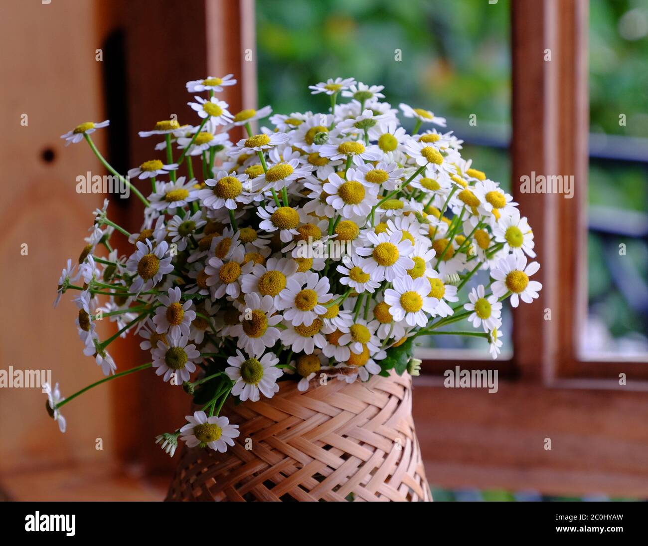 vases of tiny daisy flower on window with two wing open to look fresh and green space, romantic, simple, chastity at home stay morning, Da Lat Stock Photo