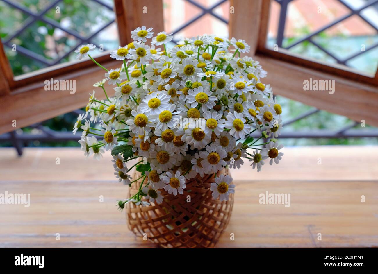 vases of tiny daisy flower on window with two wing open to look fresh and green space, romantic, simple, chastity at home stay morning, Da Lat Stock Photo