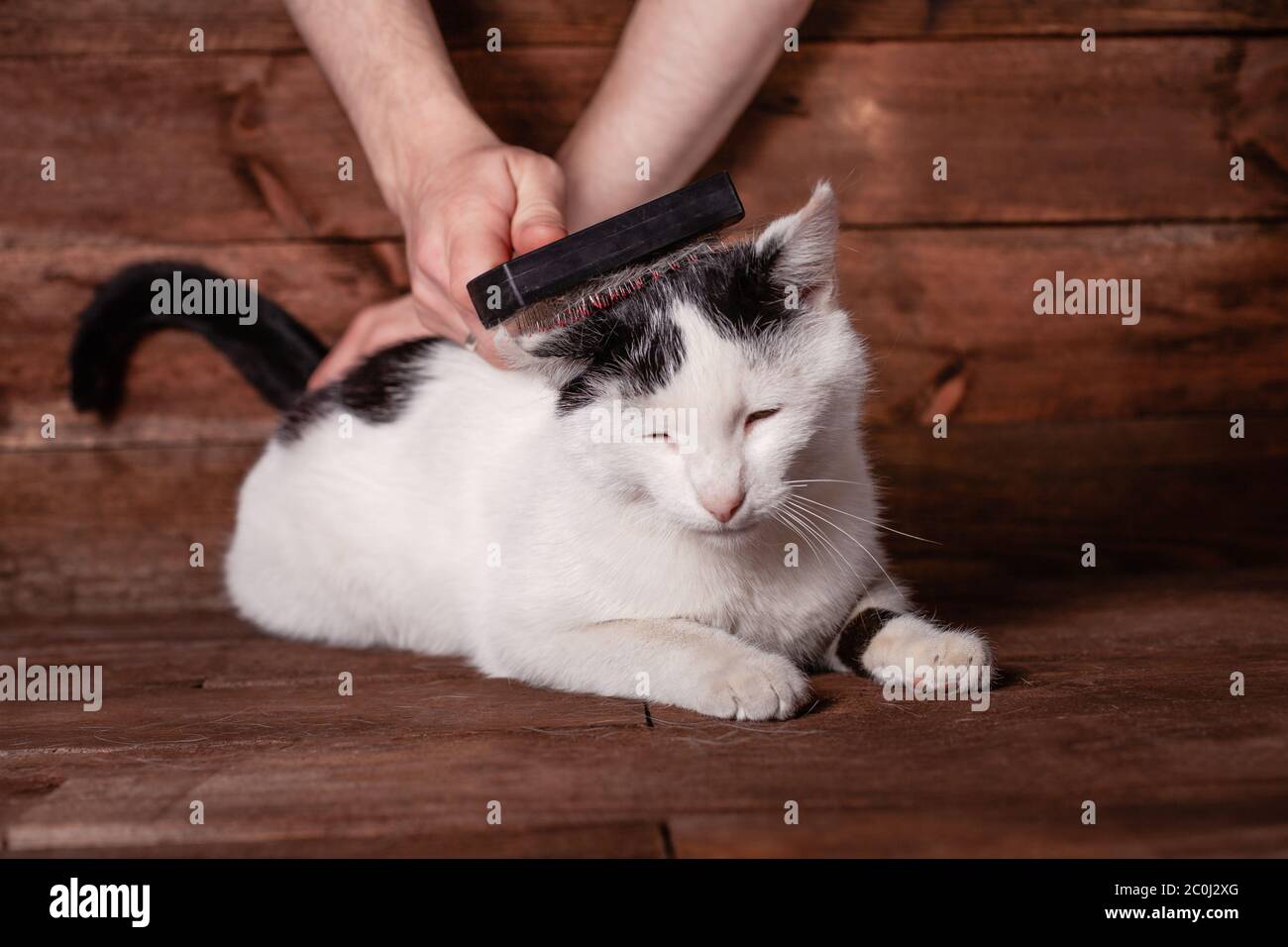 A man combs a black and white cat with a comb for animals. Cat scrubber