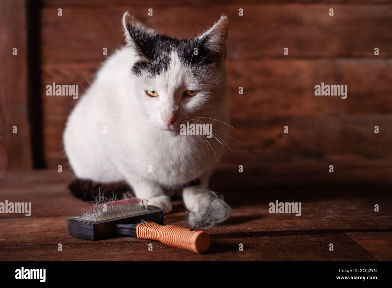 A black and white cat lies on a brown table, all covered in wool. Shedding cat. Brush for animals, shred of wool. Spring change of hair in a cat Stock Photo - A black and white cat lies on a brown table, all covered in wool. Shedding cat. Brush for animals, shred of wool. Spring change of hair in a cat Stock Photo -