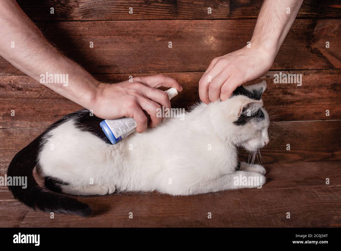 Processing a black and white cat from fleas and ticks. Spray for animals. A man processes a cat to protect it from pests. Brown wood background. Stock Photo