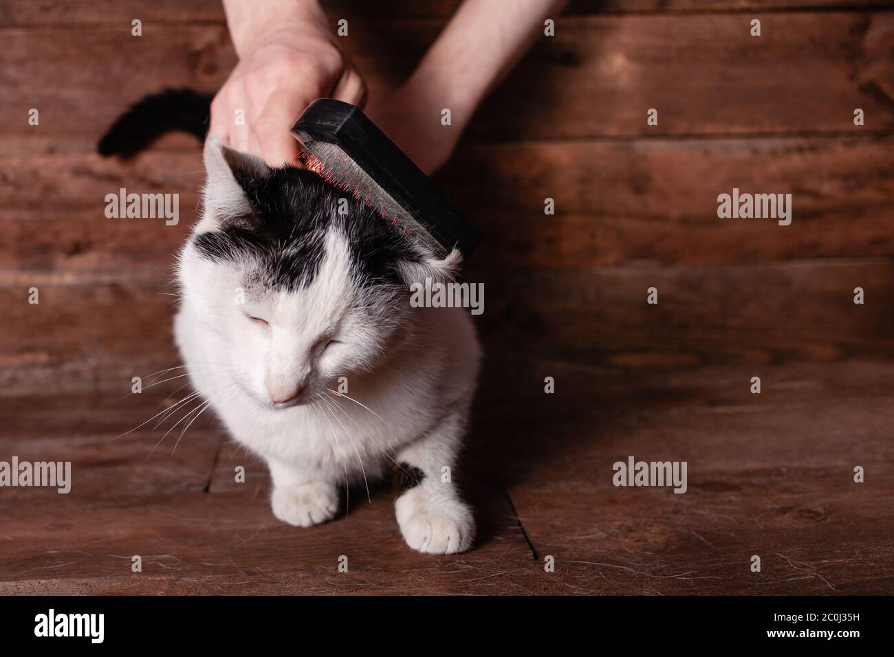 A man combs a black and white cat with a comb for animals. Cat scrubber