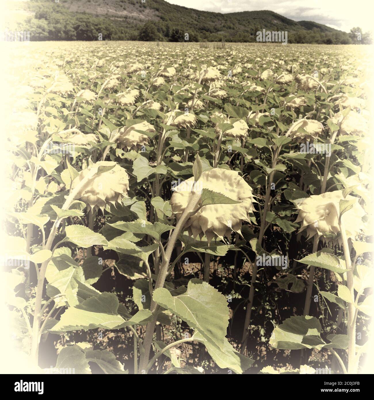 Sunflower Plantation Stock Photo