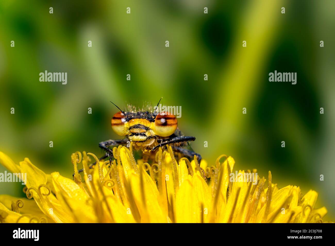 dragon fly on yellow dandelion flower in summer season Stock Photo