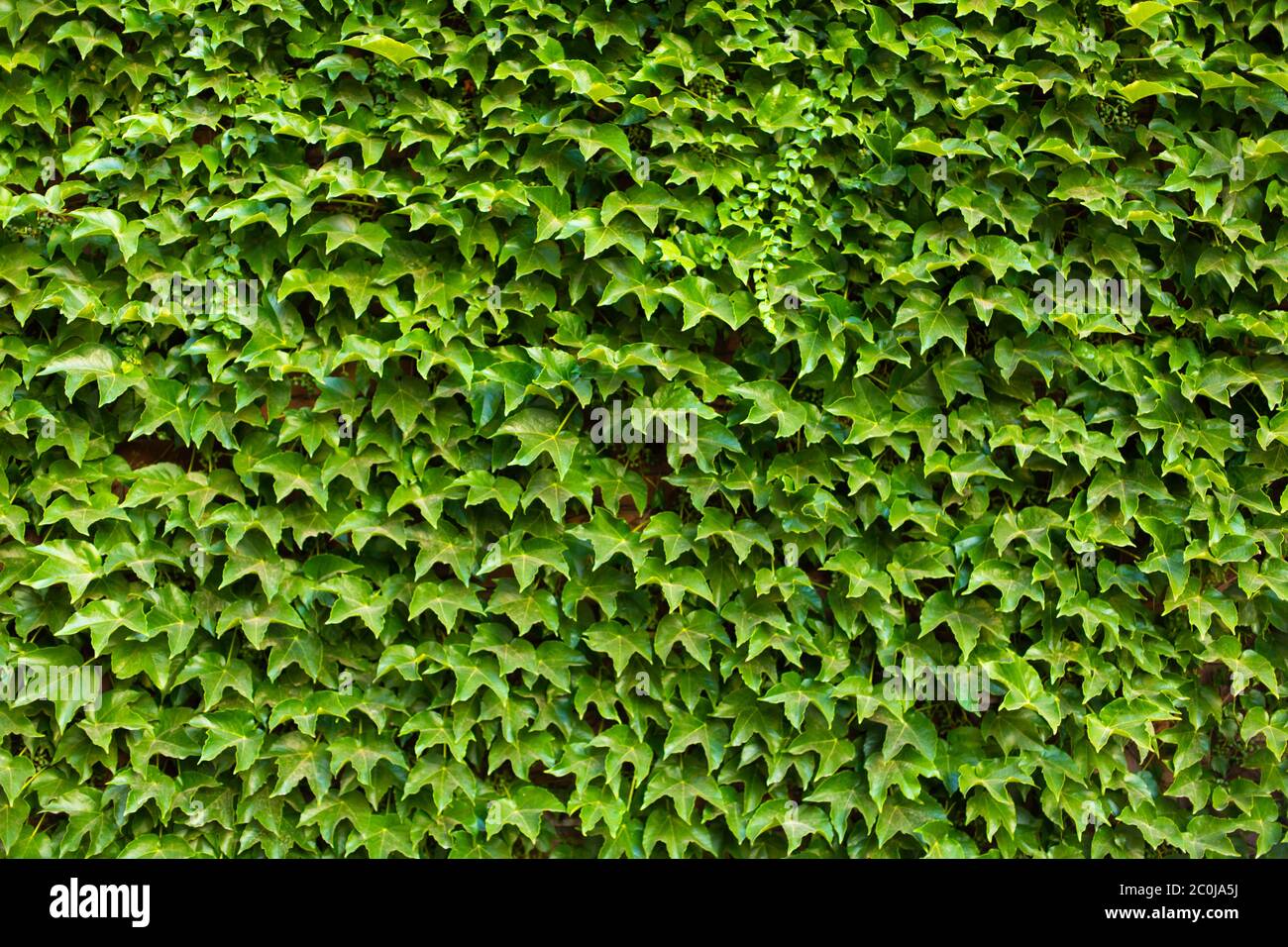 Stone wall in the garden entwined with a green plant Stock Photo - Alamy