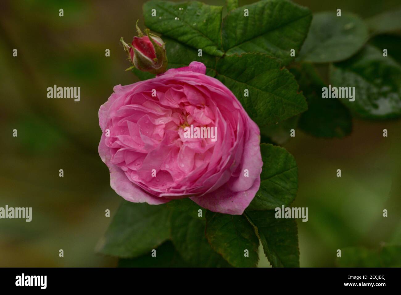 Pink Tea Roses Lovely and romantic blooms of the Hybrid Tea rose cultivar 'Double ...