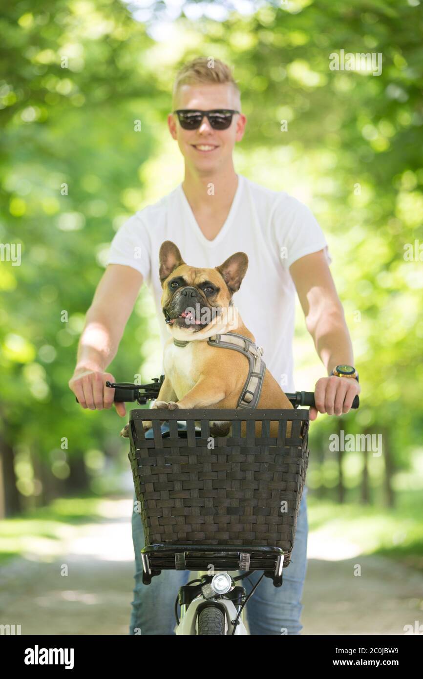 French bulldog dog enjoying riding in bycicle basket in city park