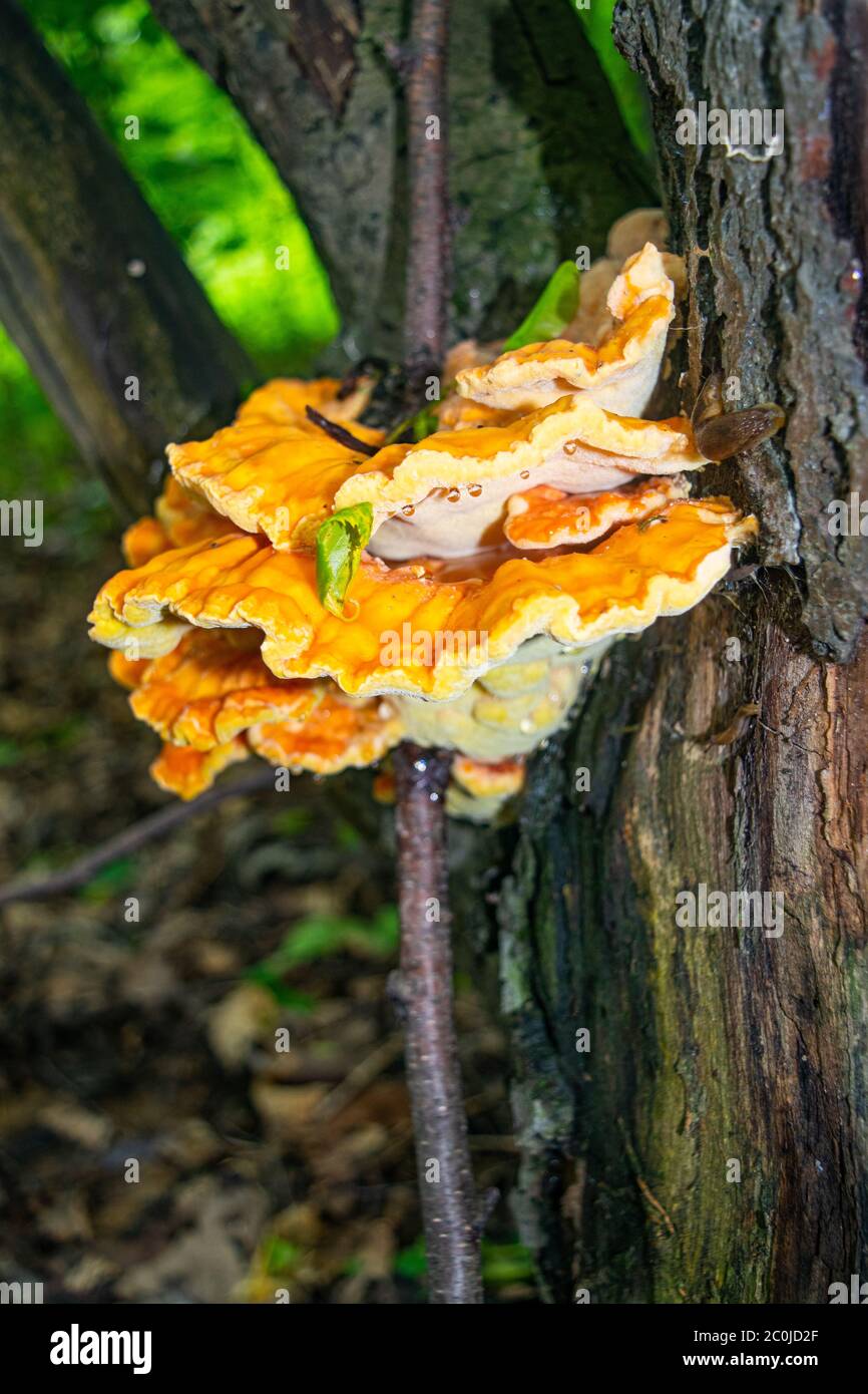 Yellow tree fungus hires stock photography and images Alamy