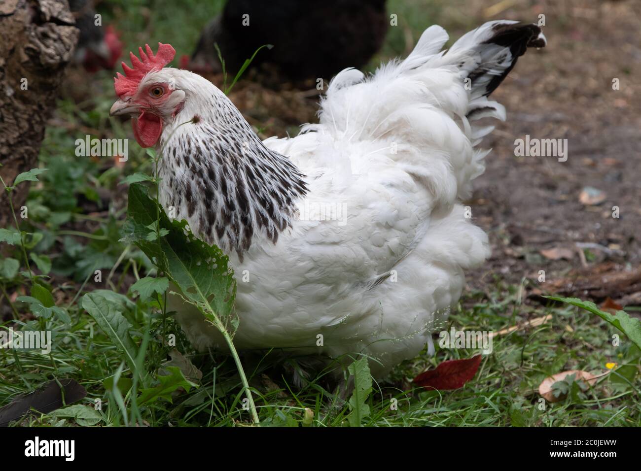 Light Sussex hens. Small flock foraging in back garden. British Isles