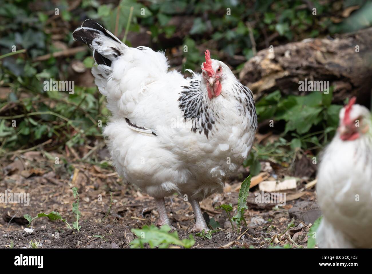 Light Sussex hens in back garden. British Isles Stock Photo Alamy
