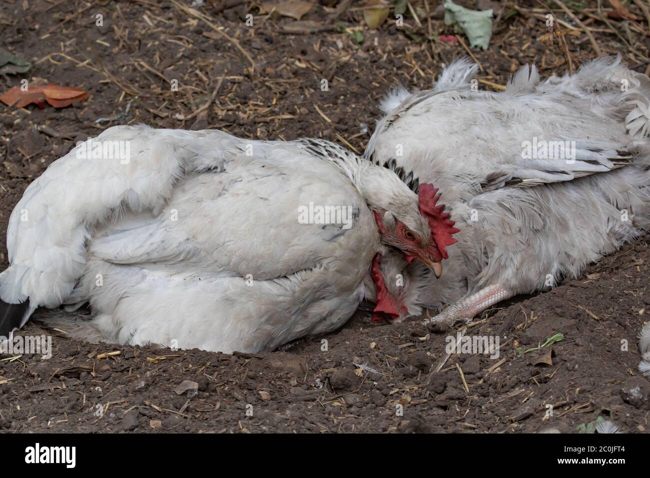 Freerange Hens dust bathing in back garden. British Isles Stock Photo