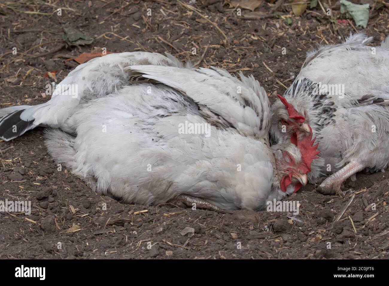 Freerange Hens dust bathing in back garden. British Isles Stock Photo