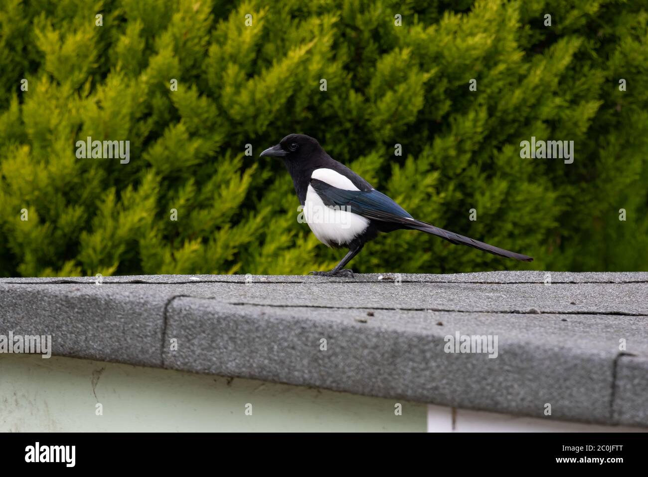 Magpie. Pica pica. Single adult perched on shed roof. British Isles. Stock Photo