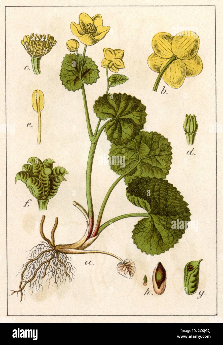 marsh-marigold / Caltha palustris / Sumpfdotterblume (botany book, 1901) Stock Photo