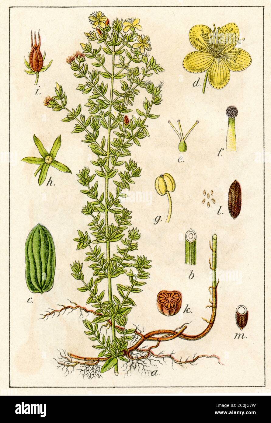 Saint John's wort / Hypericum perforatum / Echtes Johanniskraut (botany book, 1902) Stock Photo