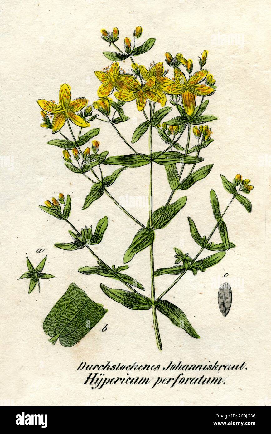Saint John's wort / Hypericum perforatum / Echtes Johanniskraut (botany book, 1850) Stock Photo