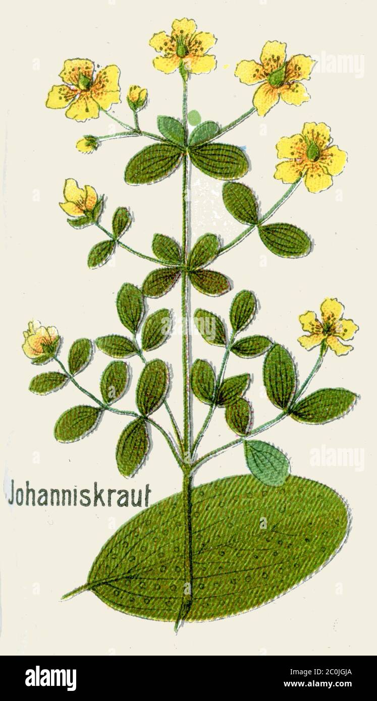 Saint John's wort / Hypericum perforatum / Echtes Johanniskraut (botany book, 1908) Stock Photo