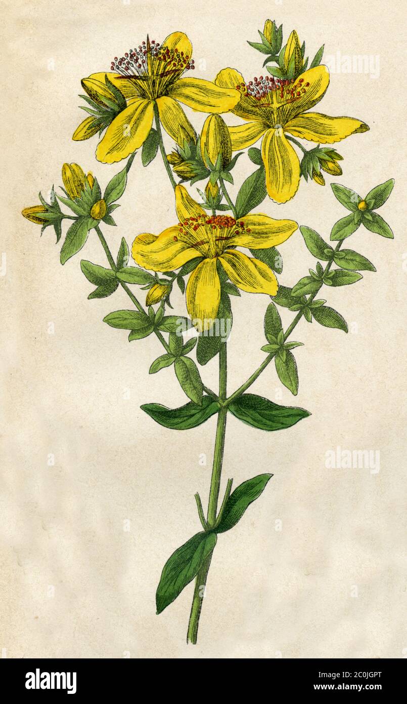 Saint John's wort / Hypericum perforatum / Echtes Johanniskraut (botany book, 1879) Stock Photo