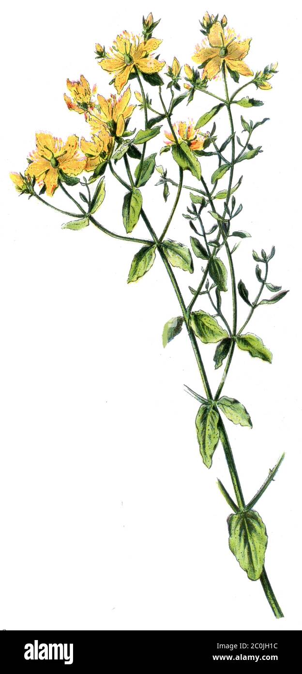 Saint John's wort / Hypericum perforatum / Echtes Johanniskraut (botany book, 1909) Stock Photo