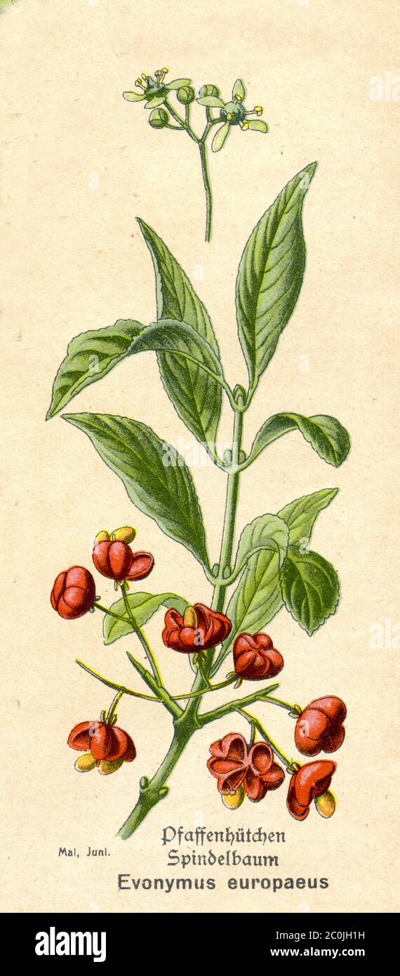 spindle / Euonymus europaeus / Pfaffenhütchen (botany book, ca