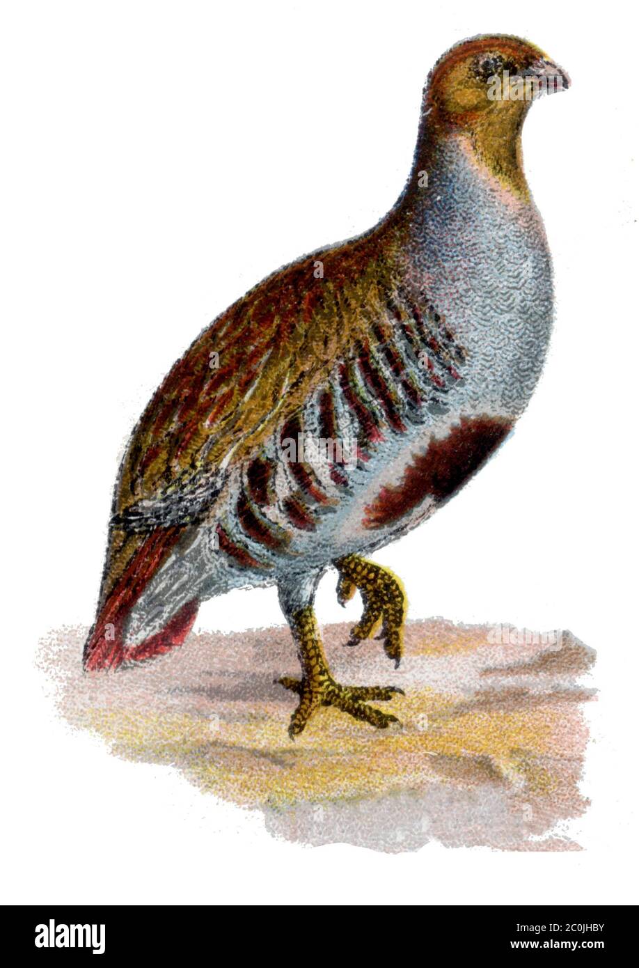 grey partridge / Perdix perdix / Rebhuhn (, ) Stock Photo