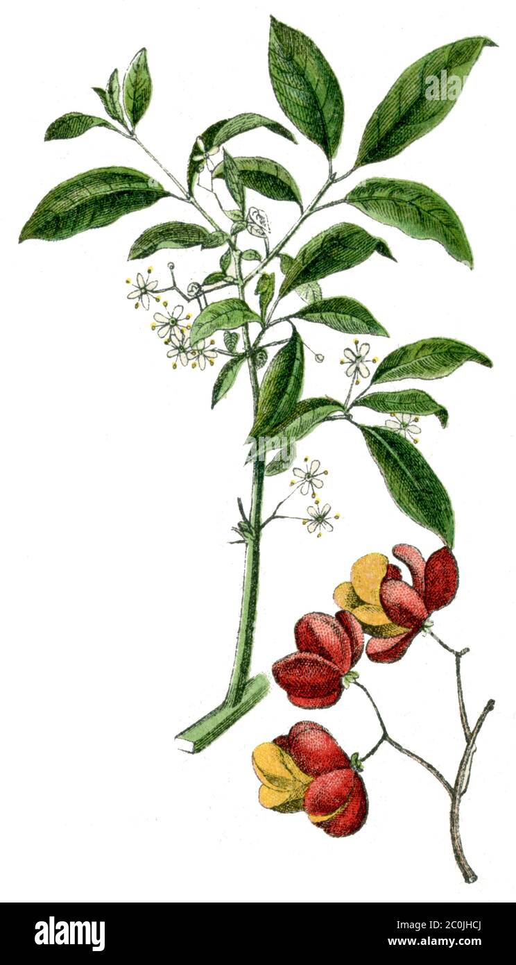 spindle / Euonymus europaeus / Pfaffenhütchen (botany book, ca
