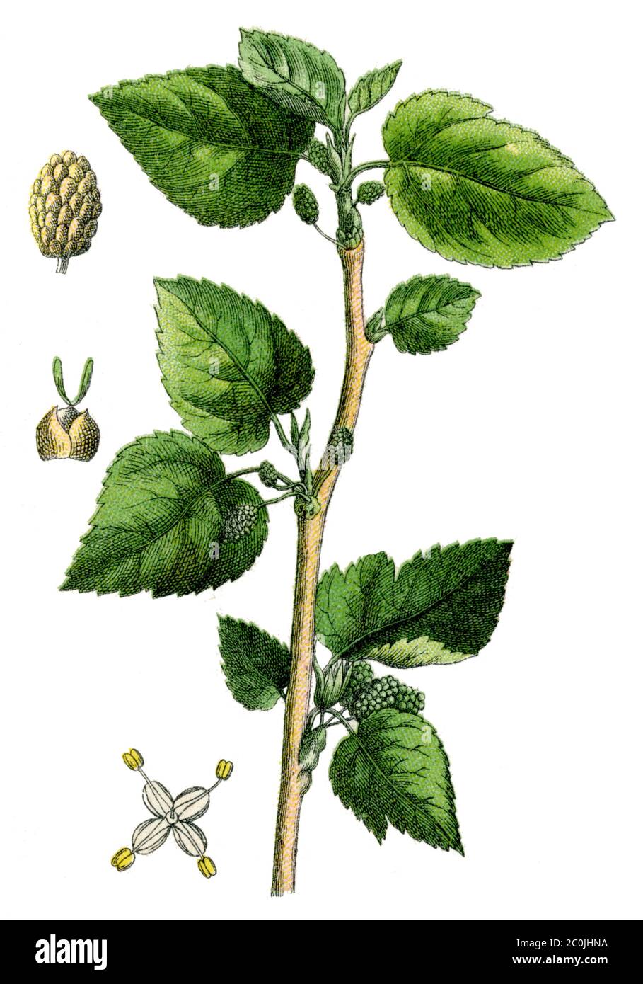 White Mulberry / Morus alba / Weiße Maulbeere (botany book, 1900) Stock Photo