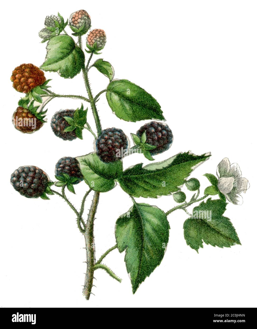 blackberry / Rubus fruticosus / Brombeere (, ) Stock Photo