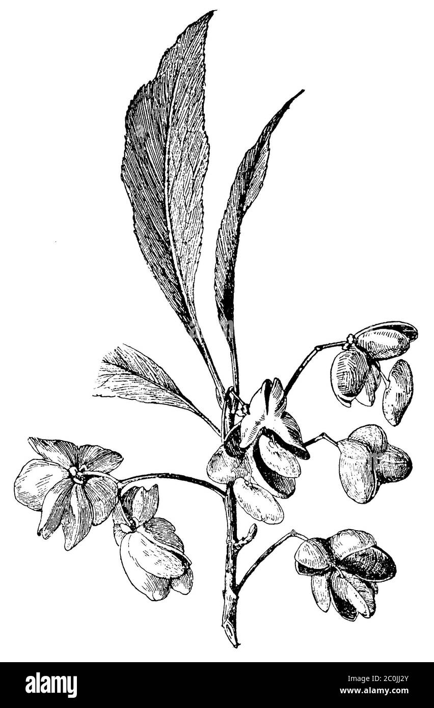 spindle / Euonymus europaeus / Pfaffenhütchen (botany book, ca