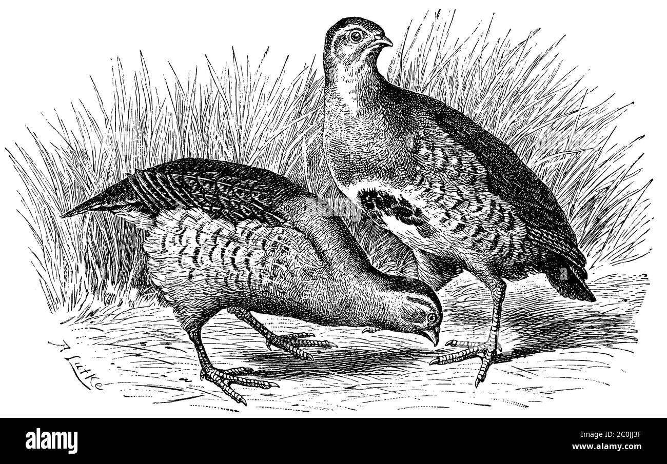 grey partridge / Perdix perdix / Rebhuhn (zoology book, 1894) Stock Photo