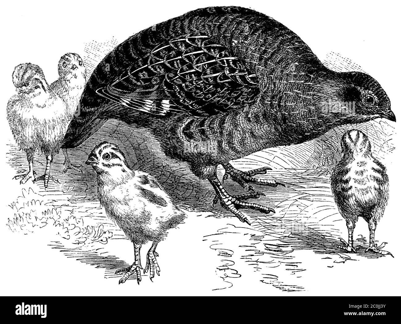 grey partridge / Perdix perdix / Rebhuhn (biology book, 1889) Stock Photo