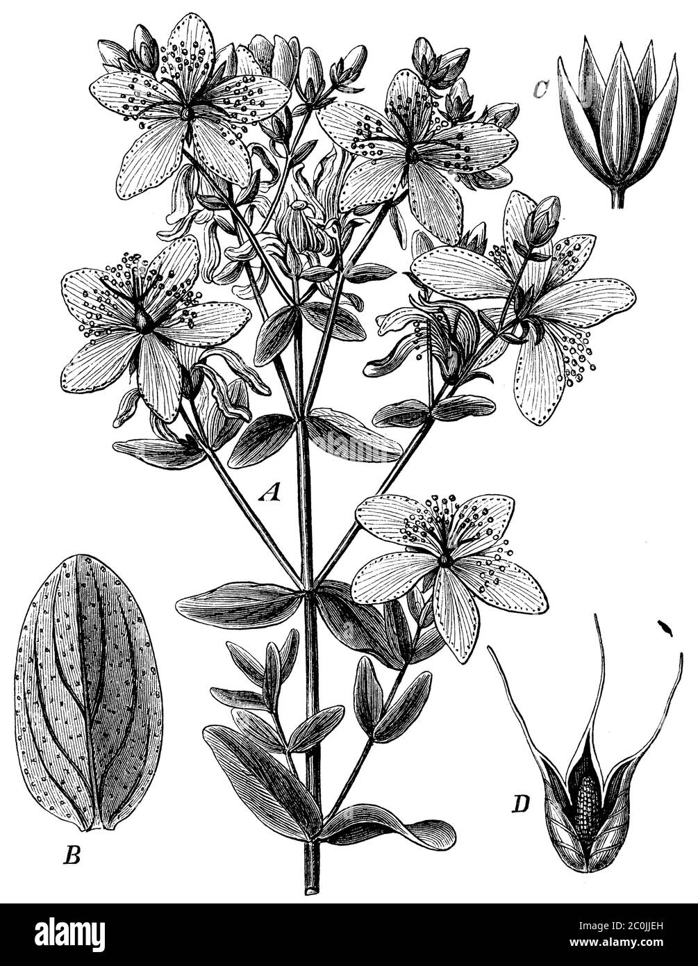 Saint John's wort / Hypericum perforatum / Echtes Johanniskraut (botany book, 1884) Stock Photo