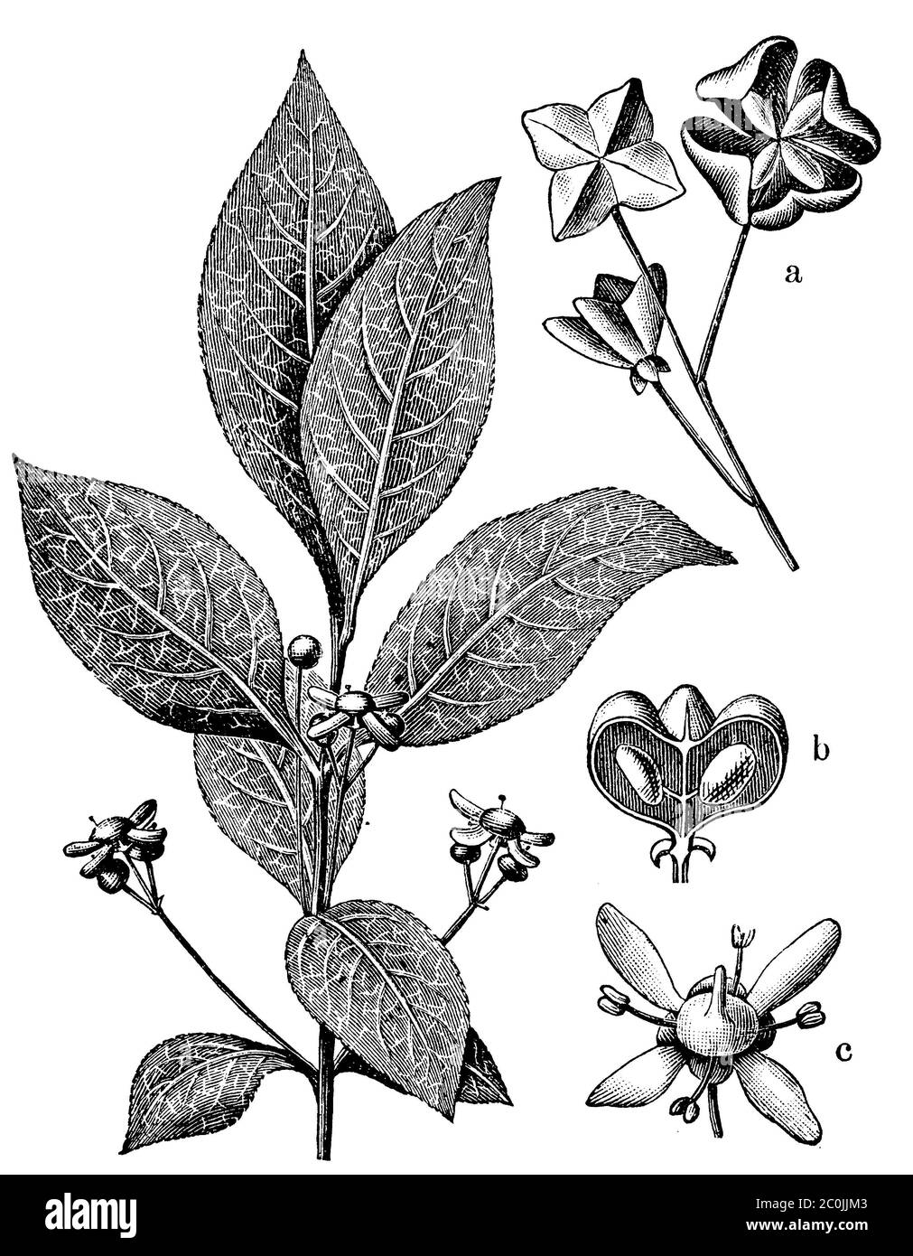 spindle / Euonymus europaeus / Pfaffenhütchen (botany book, ca