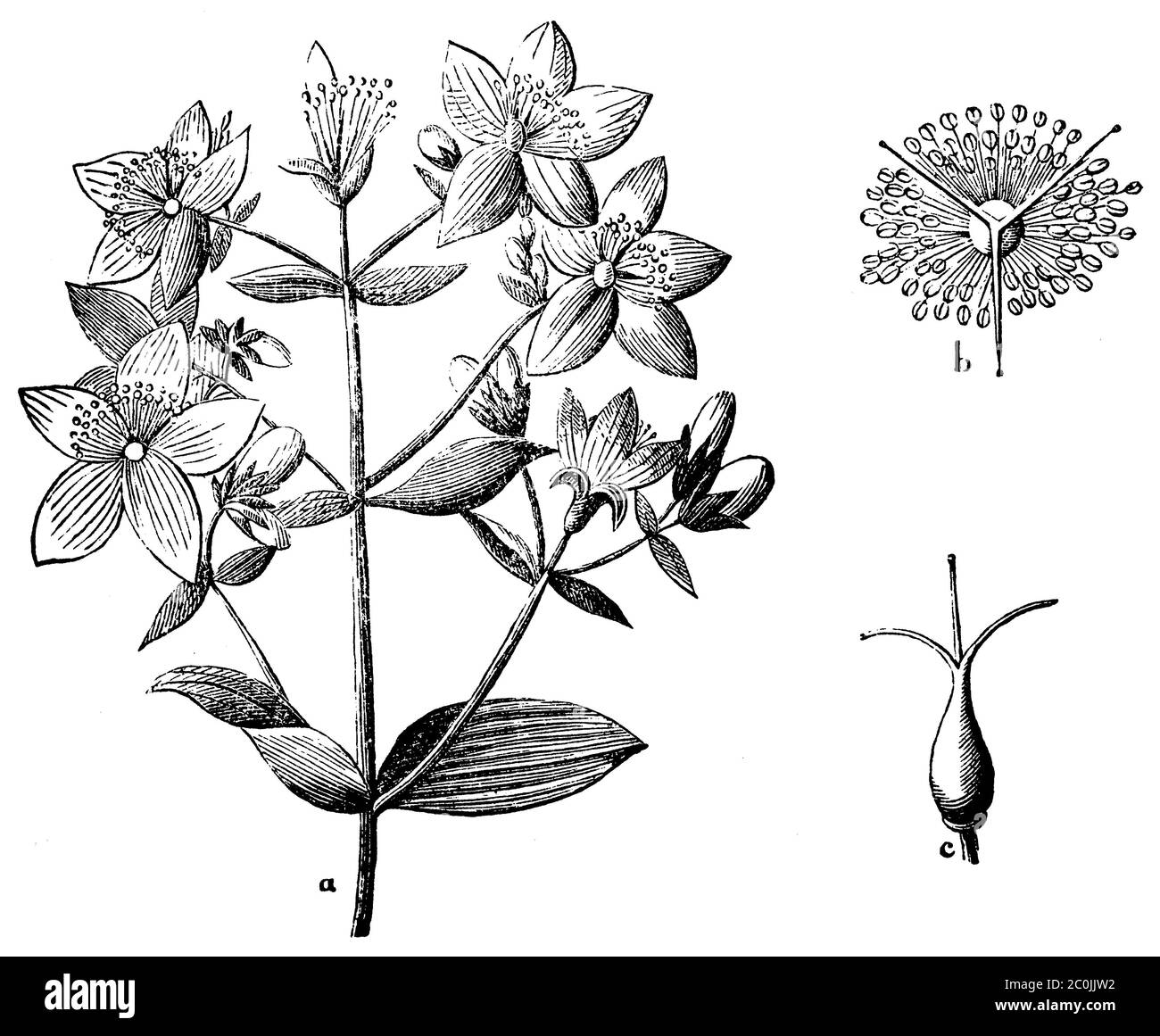 Saint John's wort / Hypericum perforatum / Echtes Johanniskraut (biology book, 1878) Stock Photo
