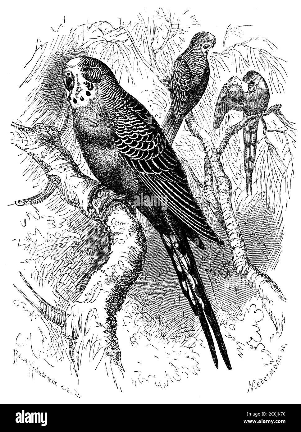 budgerigar / Melopsittacus undulatus / Wellensittich (zoology book, 1870) Stock Photo