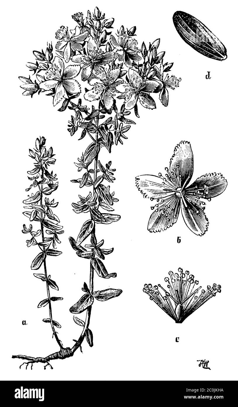 Saint John's wort / Hypericum perforatum / Echtes Johanniskraut (botany book, 1898) Stock Photo