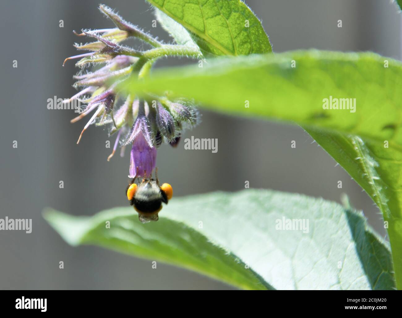 bumble bee hanging upside down collecting pollen from a purple comfrey flower in spring in a vegetable garden in nijmegen the Netherlands Stock Photo