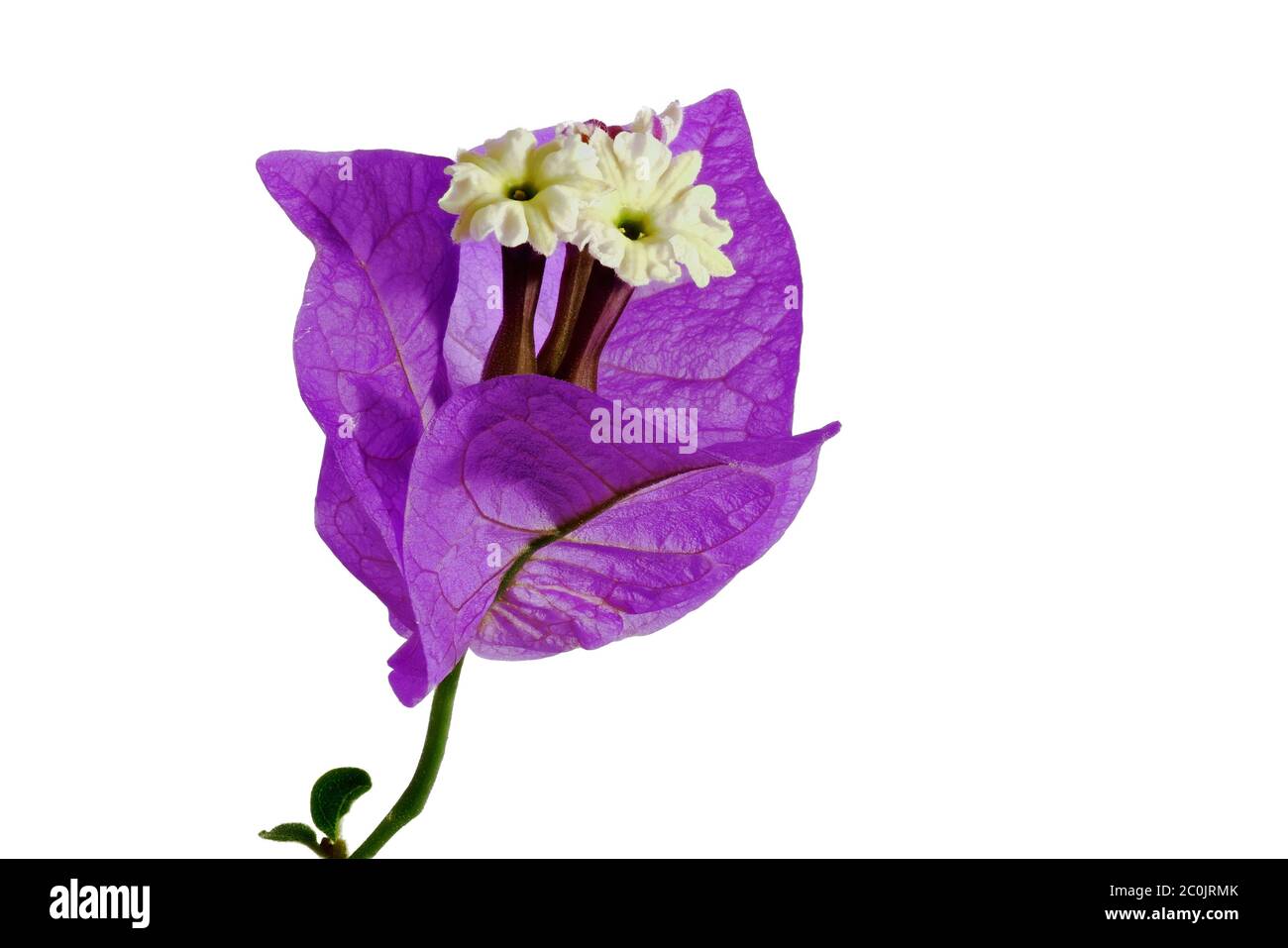 Purple Blossom - Bougainvillea glabra choisy - on white background, macro shot Stock Photo
