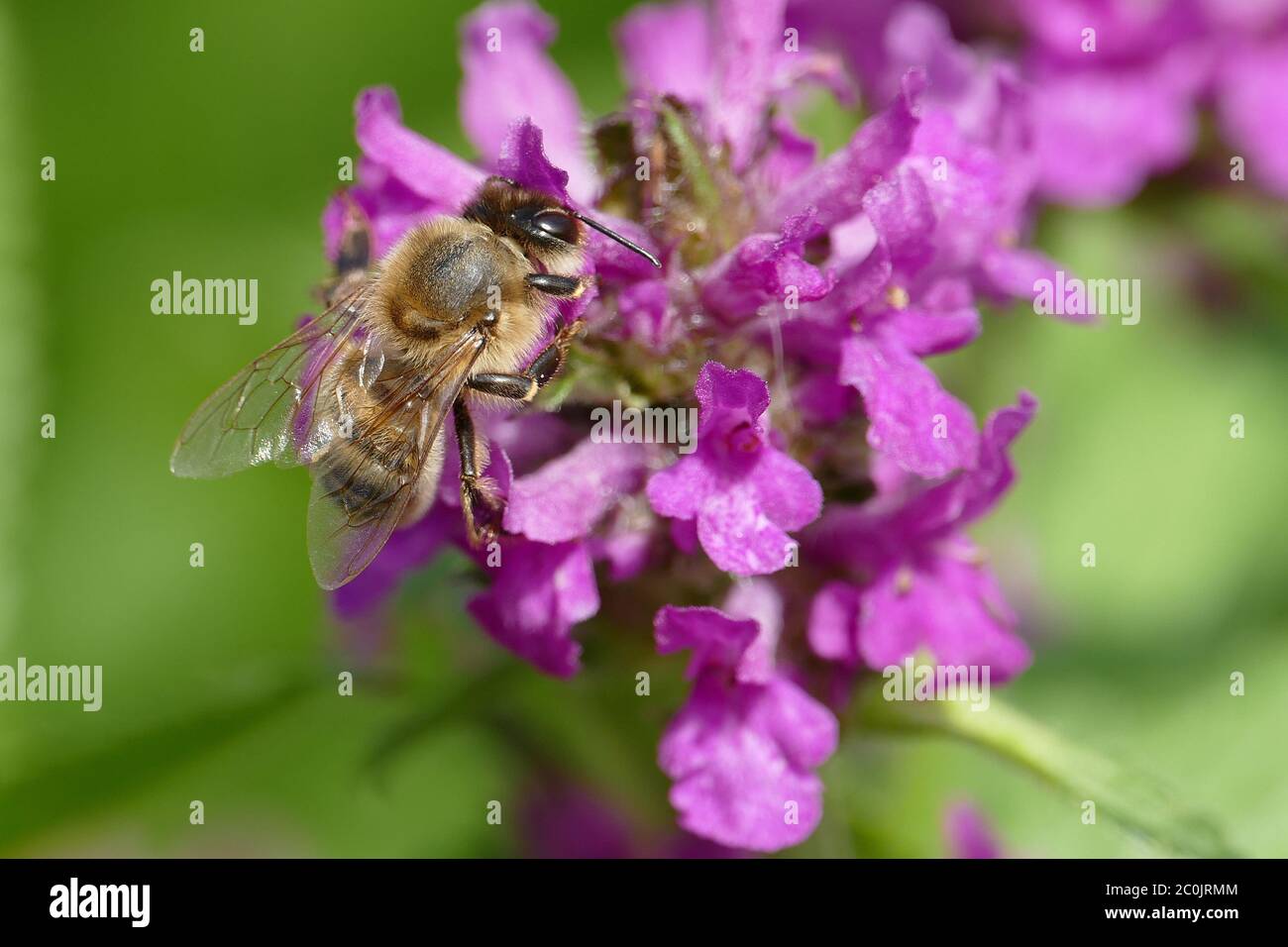 Honey bee sitting on a purple flower - macro shot Stock Photo