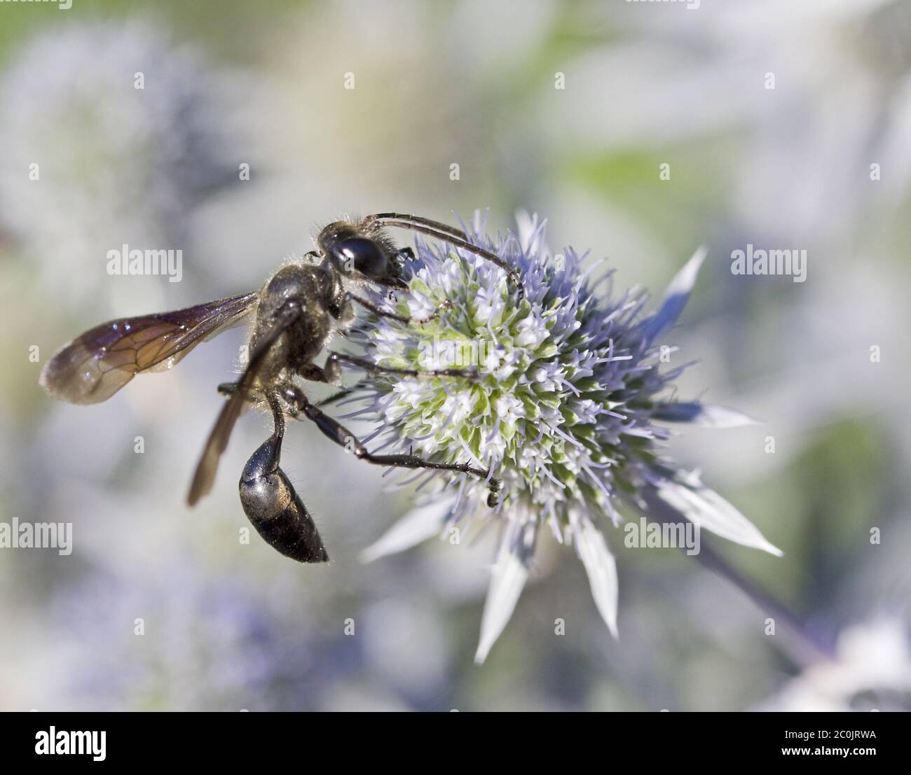 Grasscarrying wasp 'Isodontia mexicana' Stock Photo Alamy