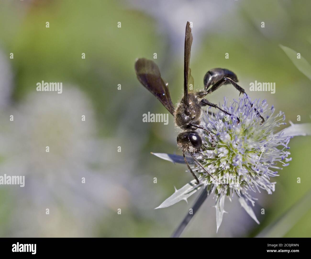 Grasscarrying wasp 'Isodontia mexicana' Stock Photo Alamy